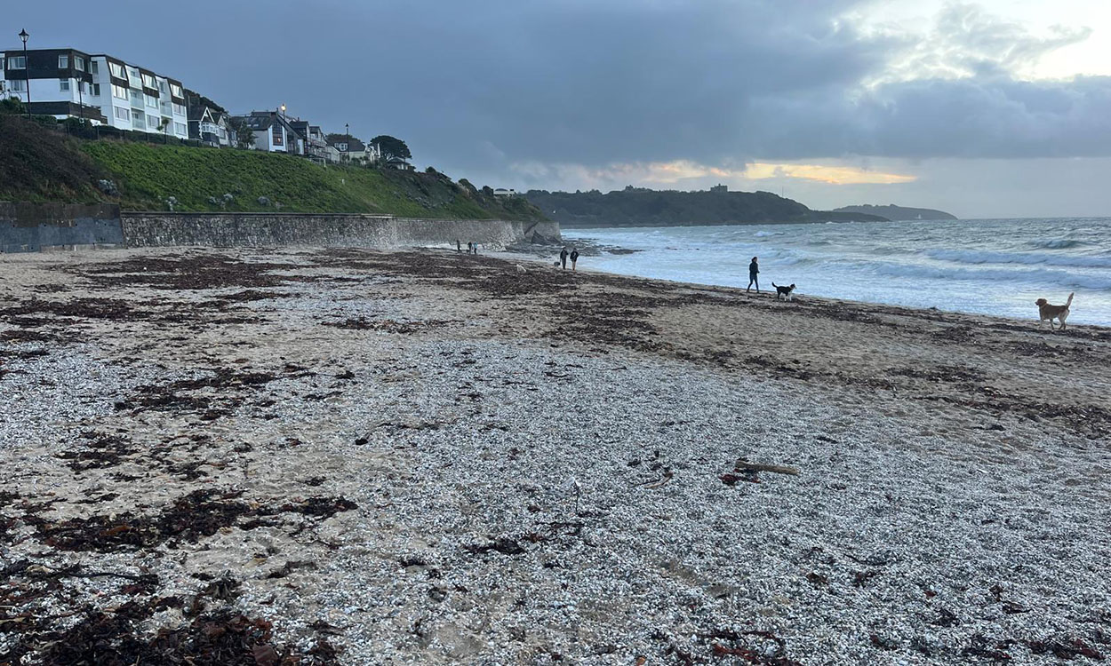 Falmouth’s beaches and the problem of seaweed