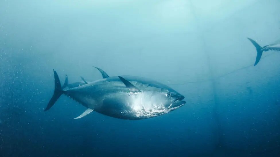 Bluefin Tuna: Safe for Now?