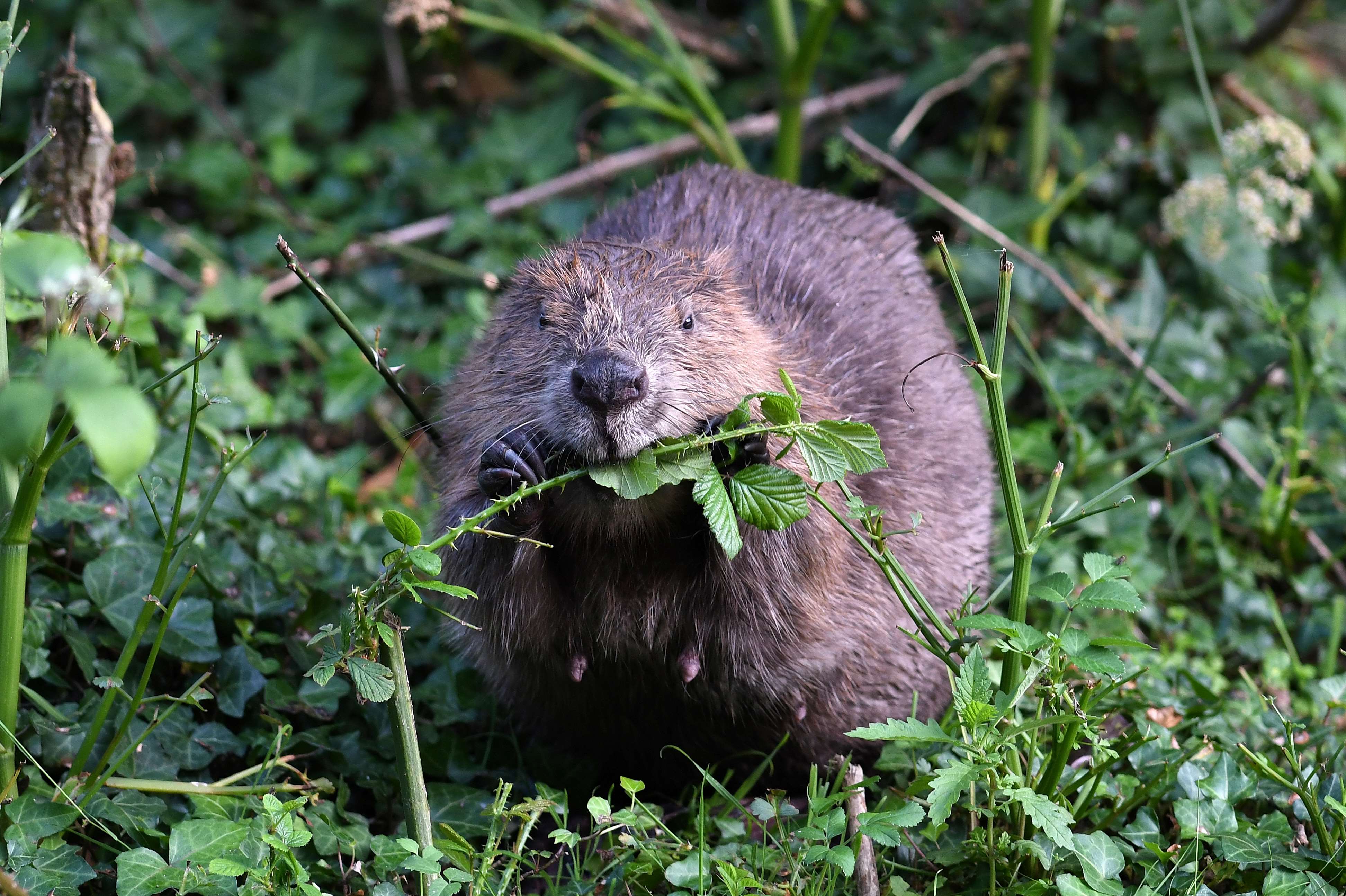 A forever home: how long until wild beavers are released?